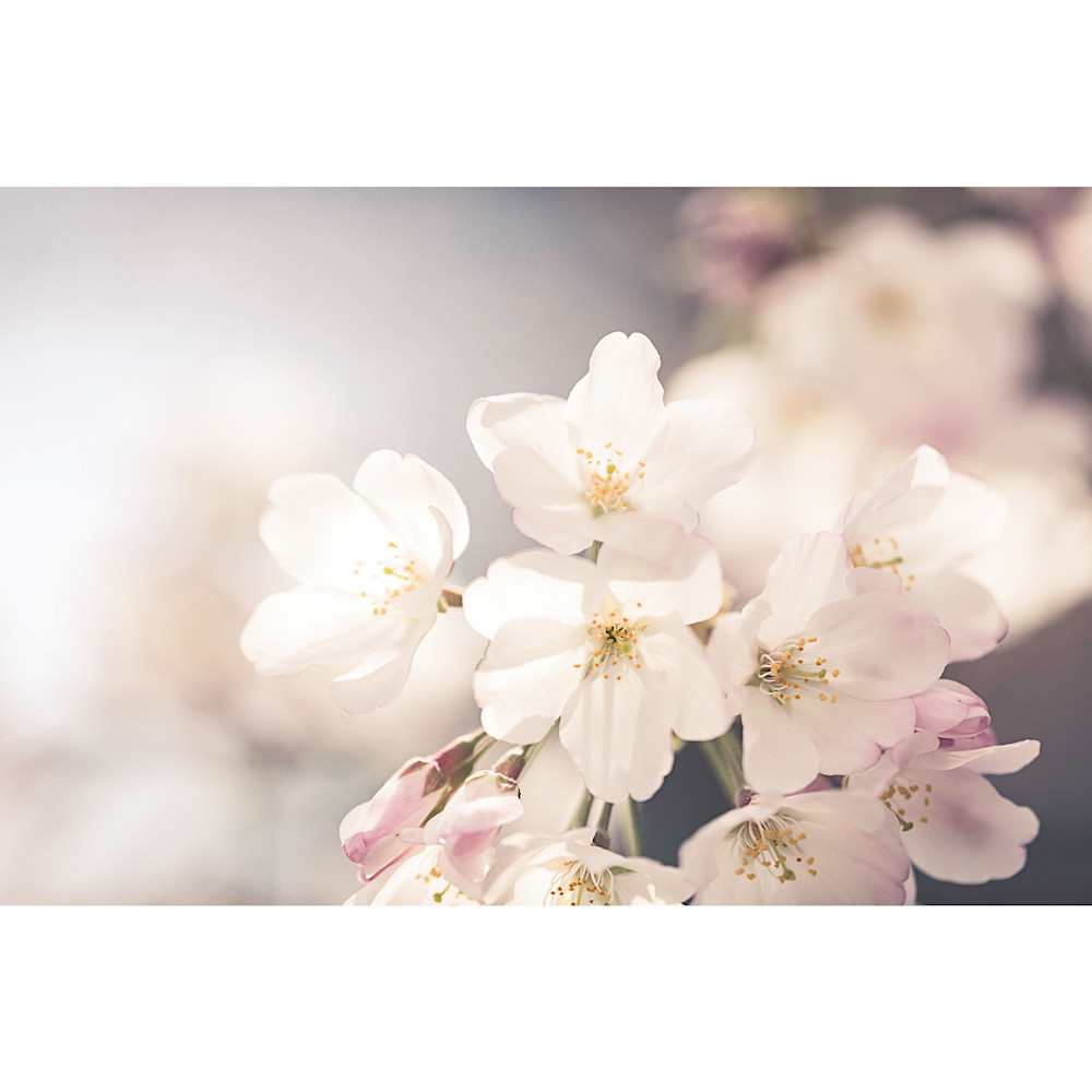 Cherry blossom tryptic e66lwr