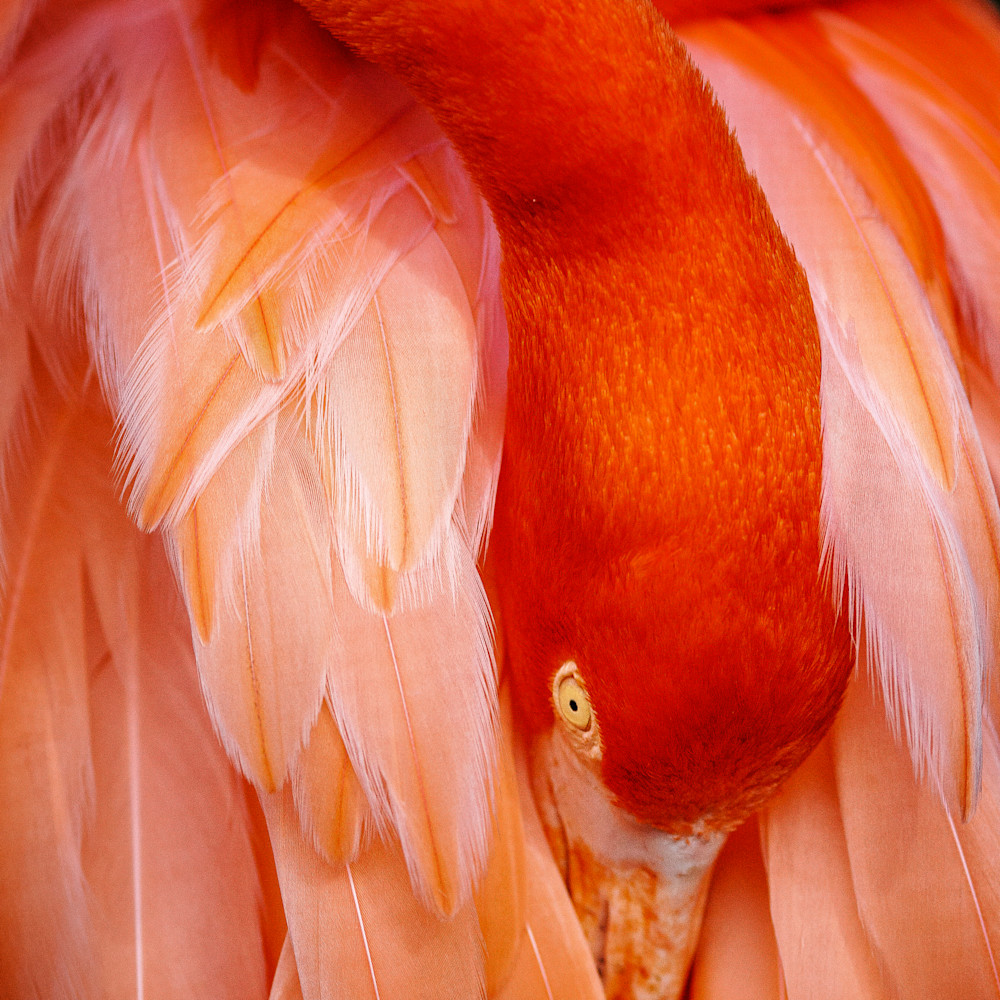 Flamingo 01 gxjcmj