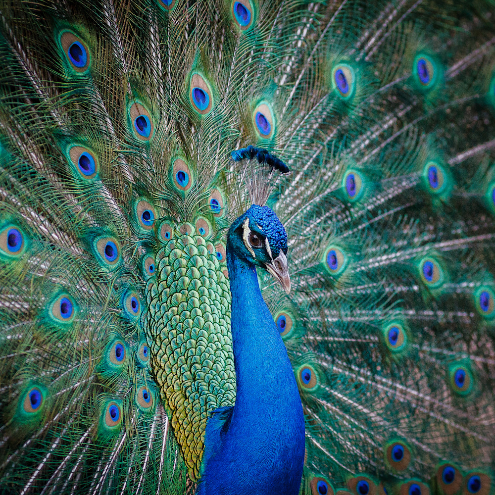 Peacock 001 zwfhfr