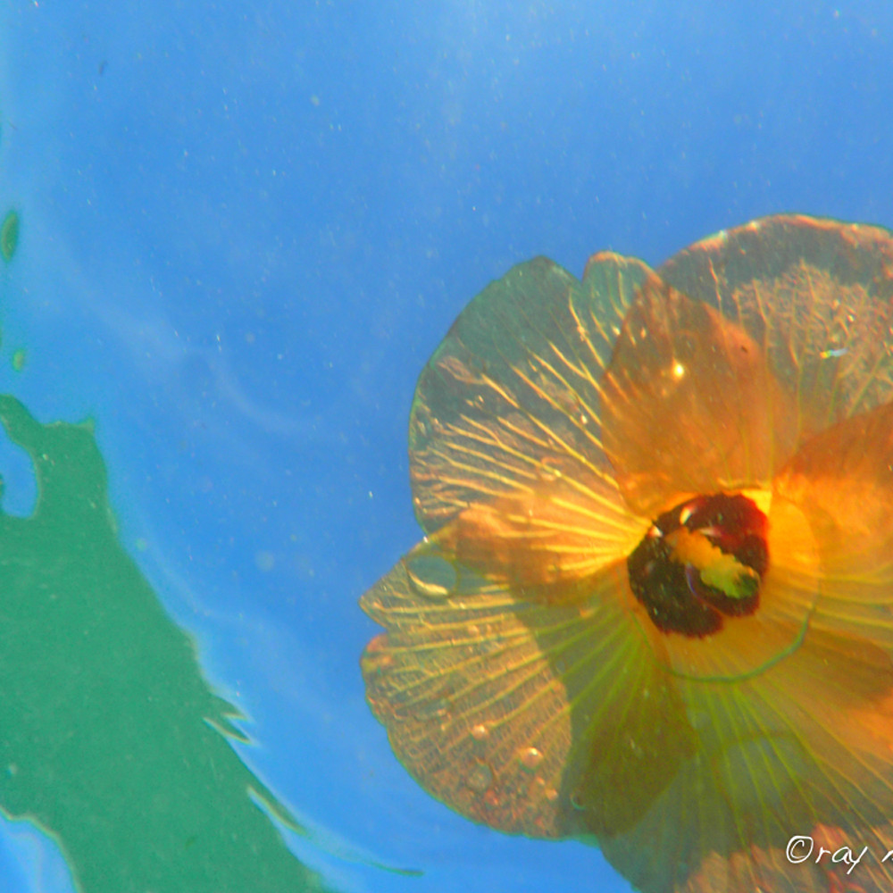 Floatingflowers 37 dvpl2o