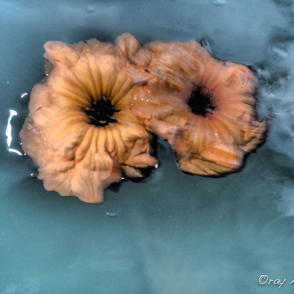 Floatingflowers 3 gvhv7x