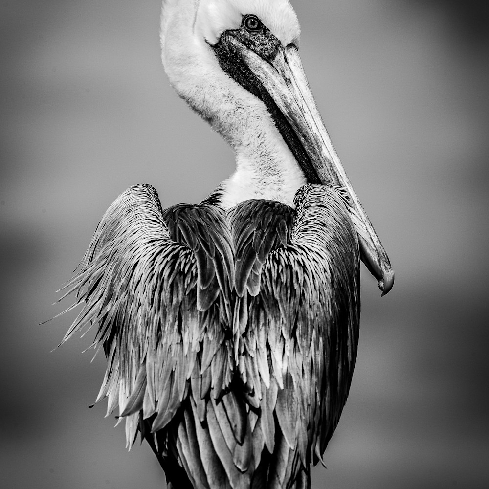Pelican posing 01 mabbm2