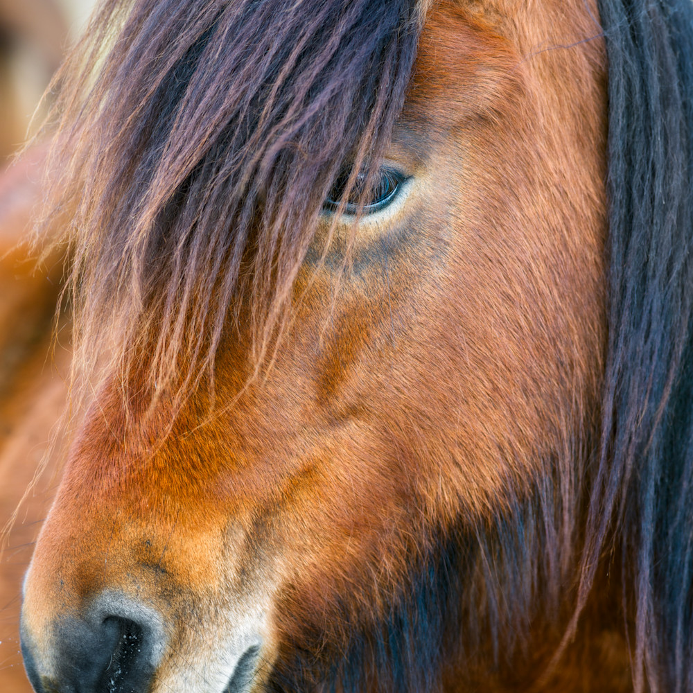 Pony s gaze x6nnxh