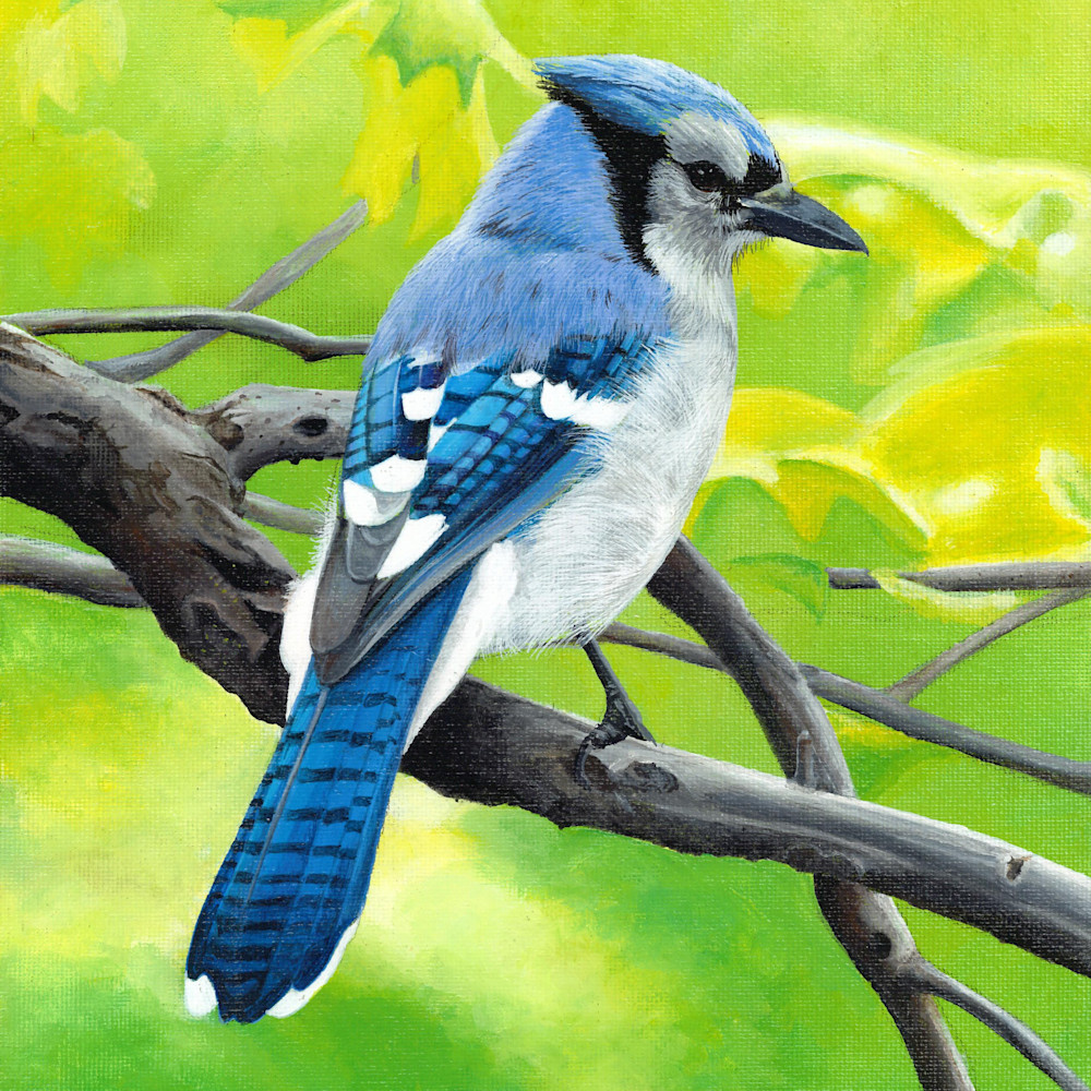 Blue jay dmeqwo