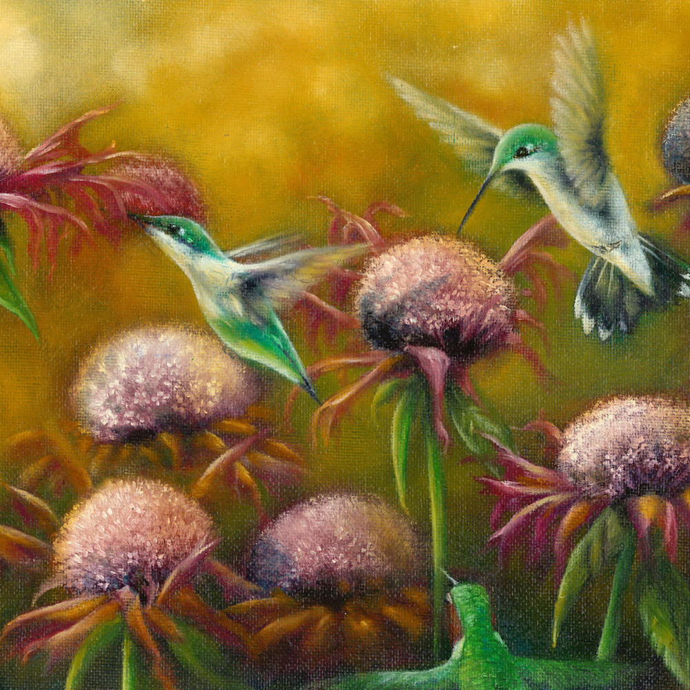 Hummingbirds seek a drink from coneflowers