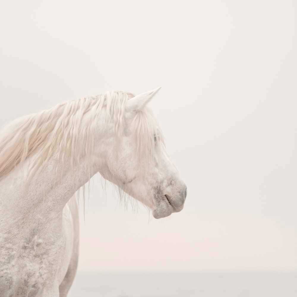 1to1 unicorns do exist low res py9bsd