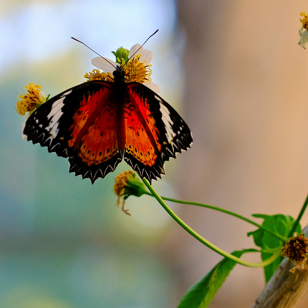Flowers and butterflies 59 sjwmcp