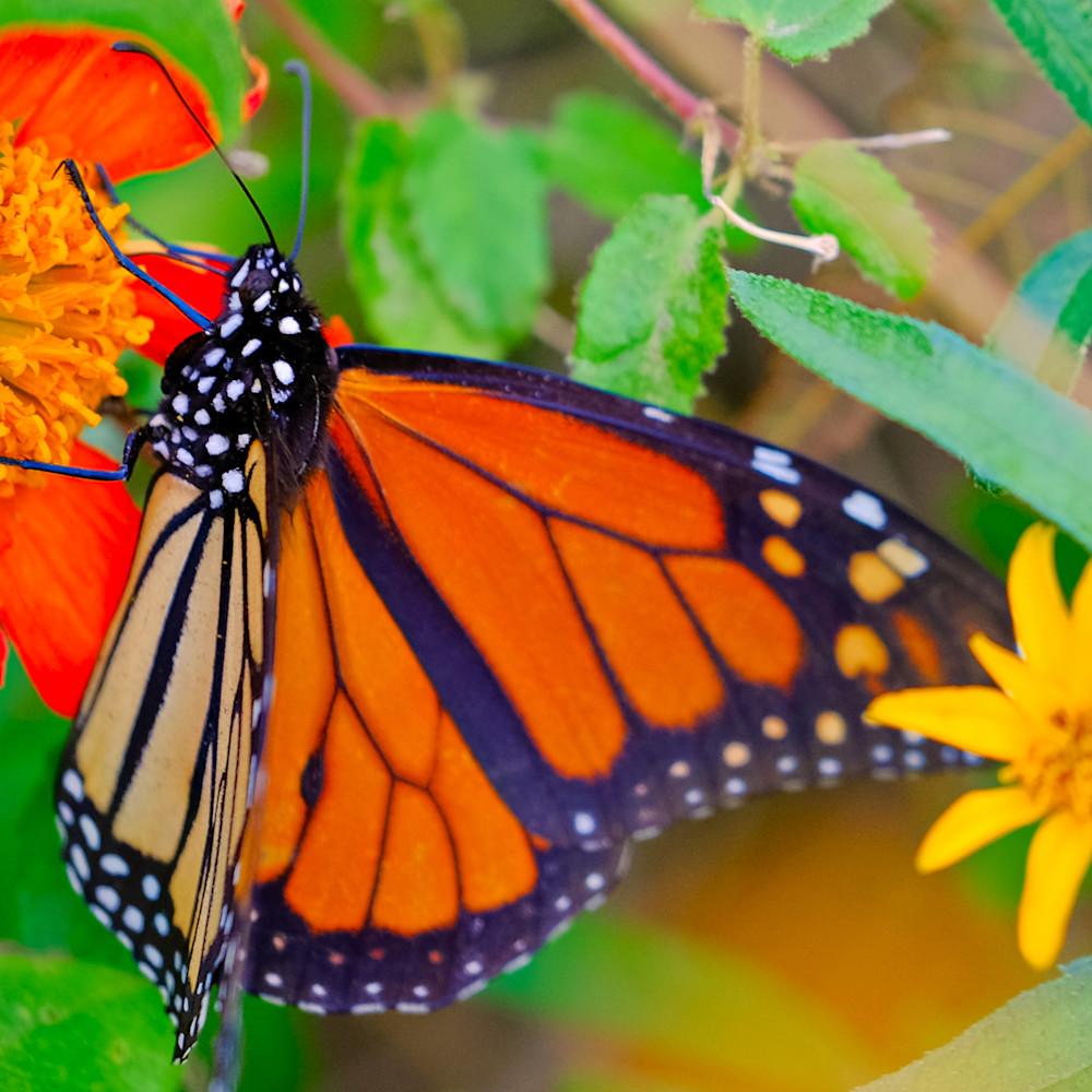 Flowers and butterflies 174 yfwa7k