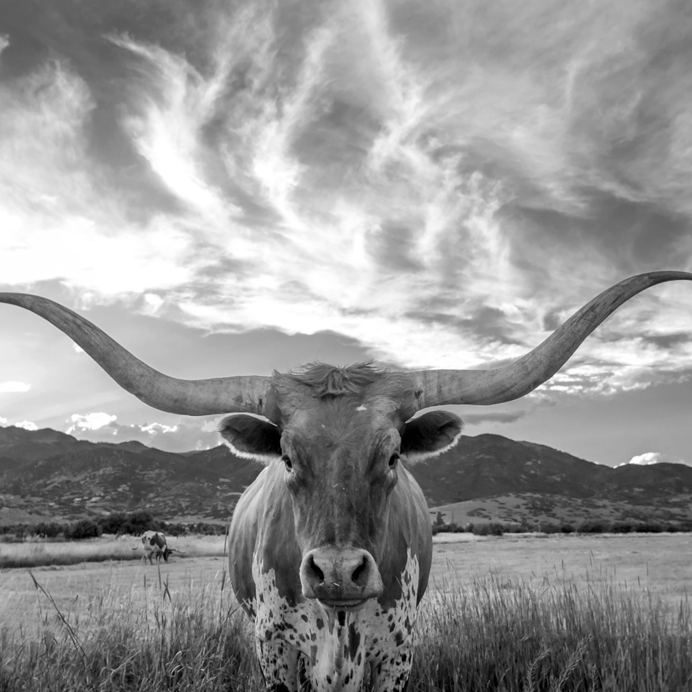 Heber valley longhorn bw r3at0s