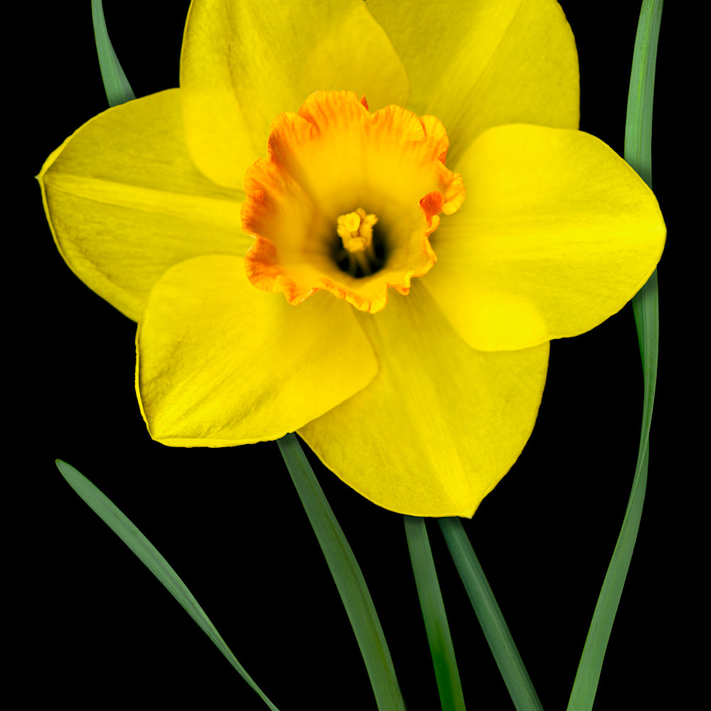 060402 ahern single yellow daffodil 40x30x300 metal print ozk2eq