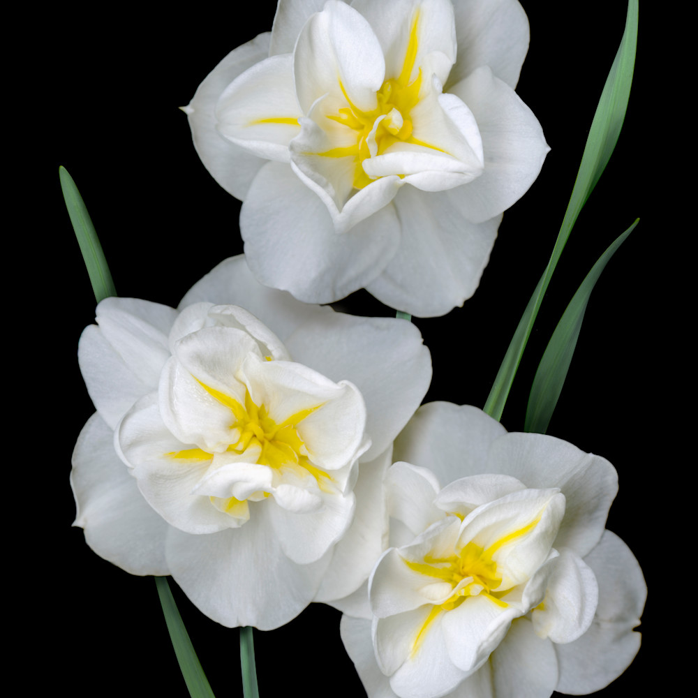060403 ahern white daffodil trio 30x40x300 metal print oxc277