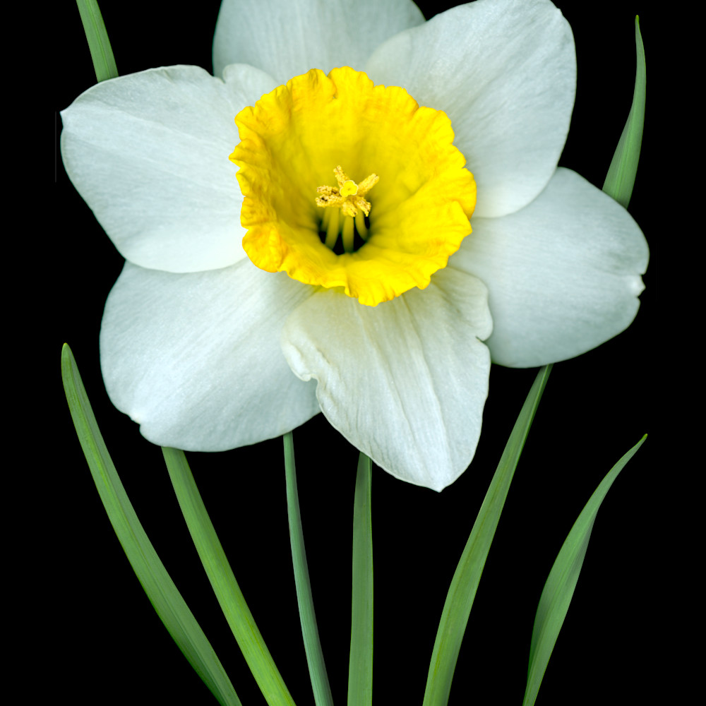 060404 ahern single white daffodil 30x40x300 metal print n7t86l