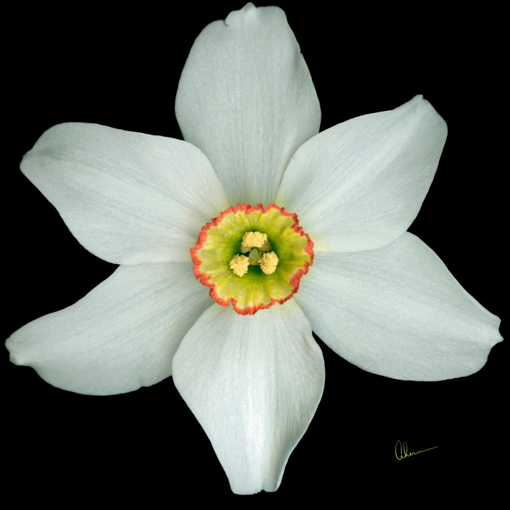 180502 ahern white poeticus daffodil squared 30x30x300 metal print ai5drq