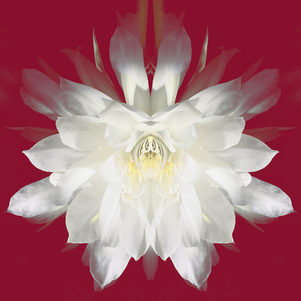 Epiphyllum white on red ytql2p