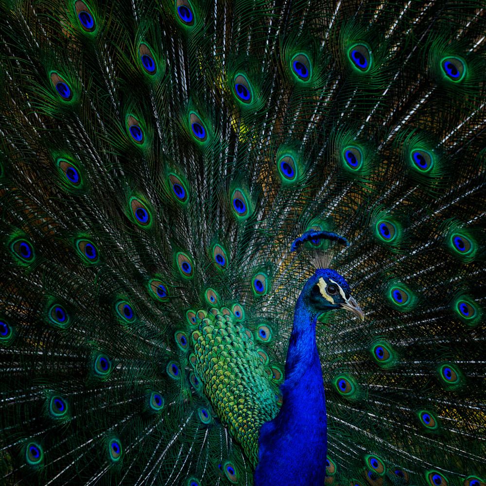 The peacock cpu8fj