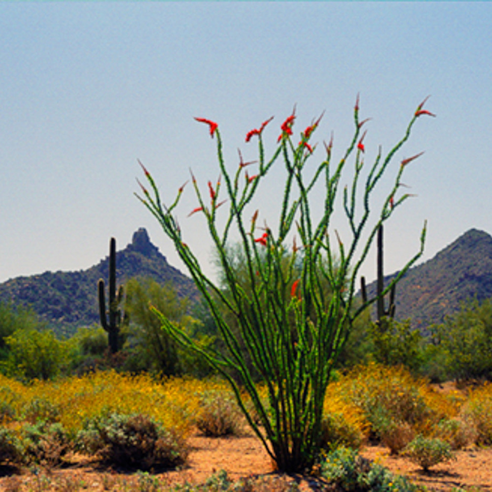 Cactus   octillo h n398  q3k5a4