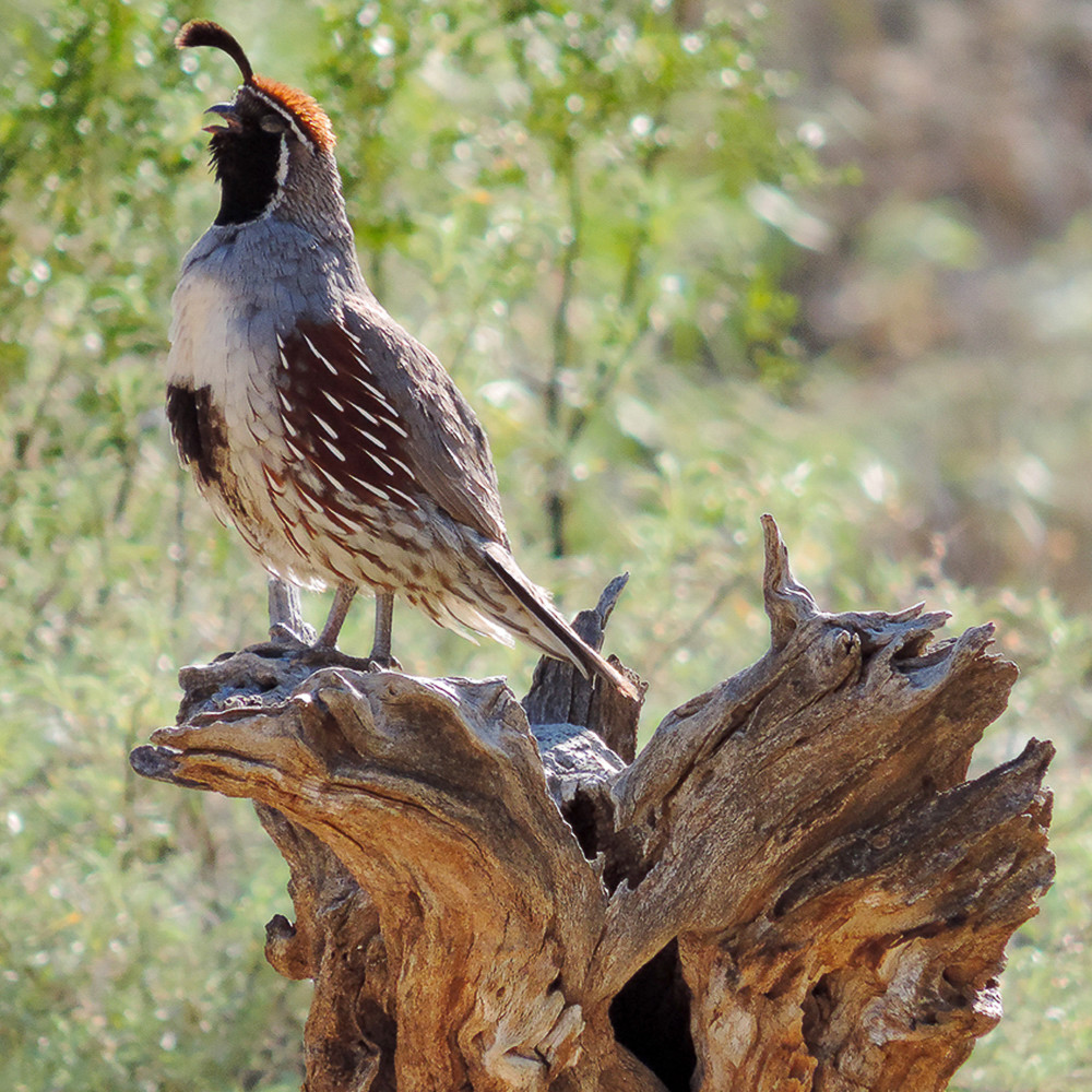 Quail - Male Singing Photo Print