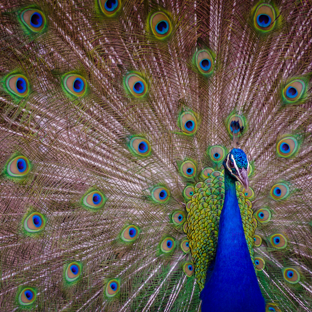 Peacock plume kavgxv