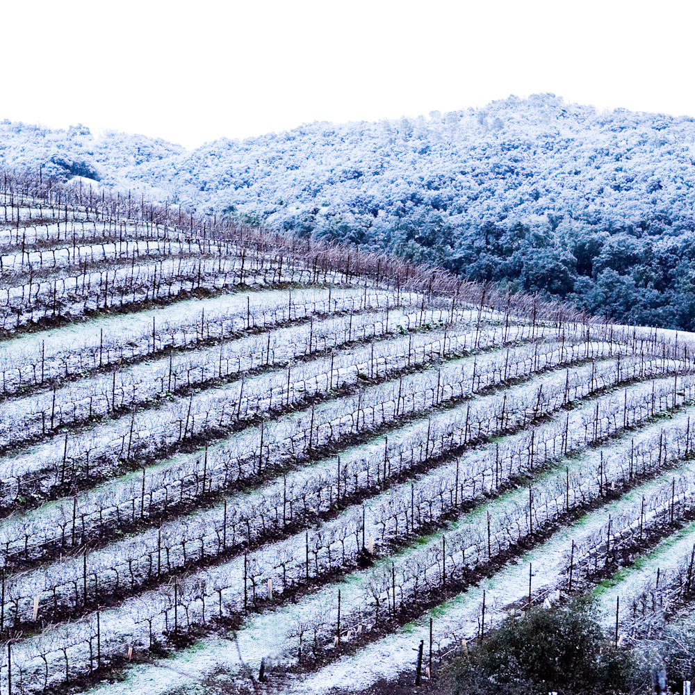 Snowy vineyard g3banl