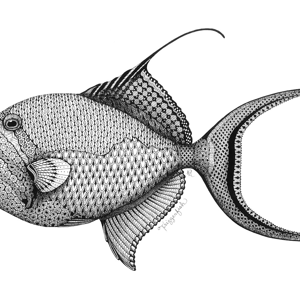 Triggerfish qymx6k