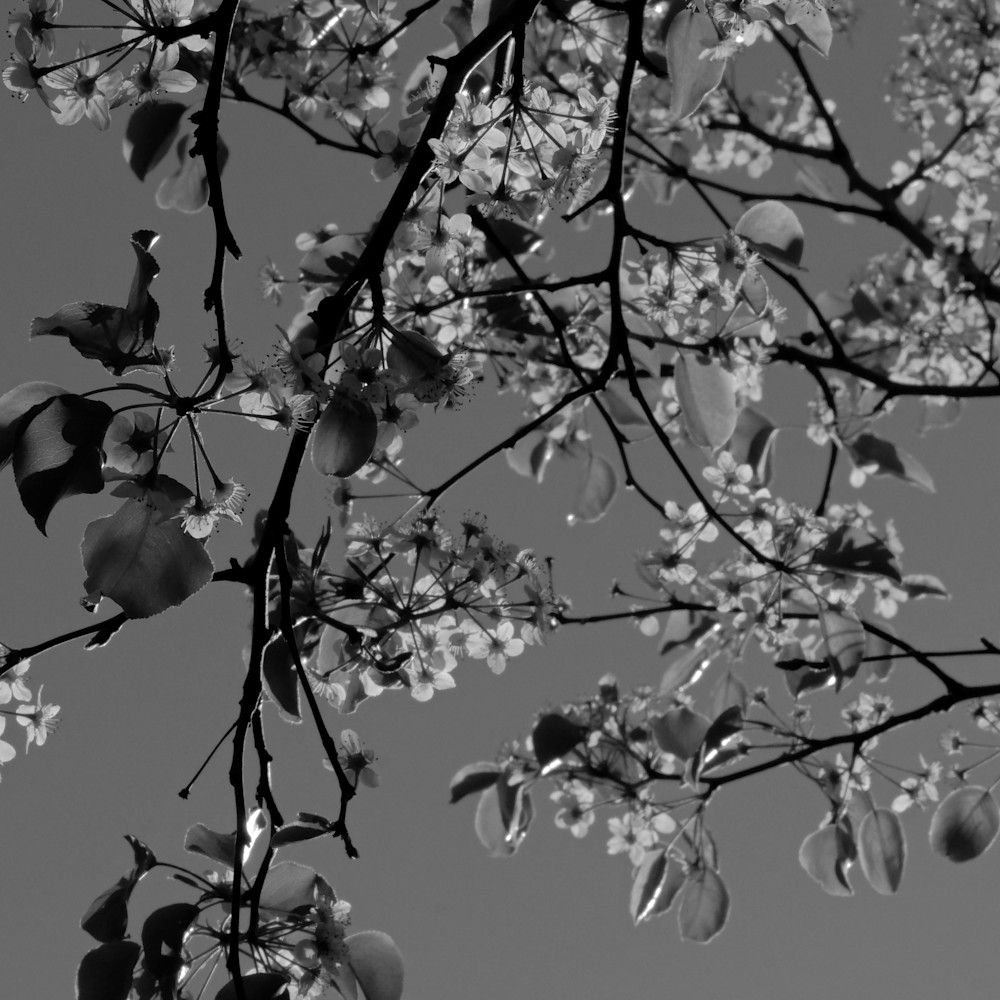 Leaves blossums yard 8 mrg9ka