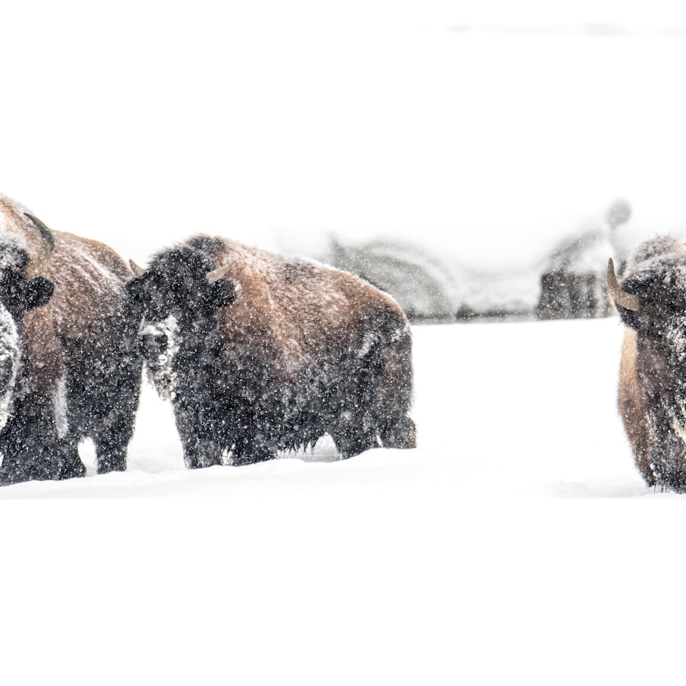 1996 winter bison 2 1 7189 x 3595 j100argb 20190514 1059 lhihet