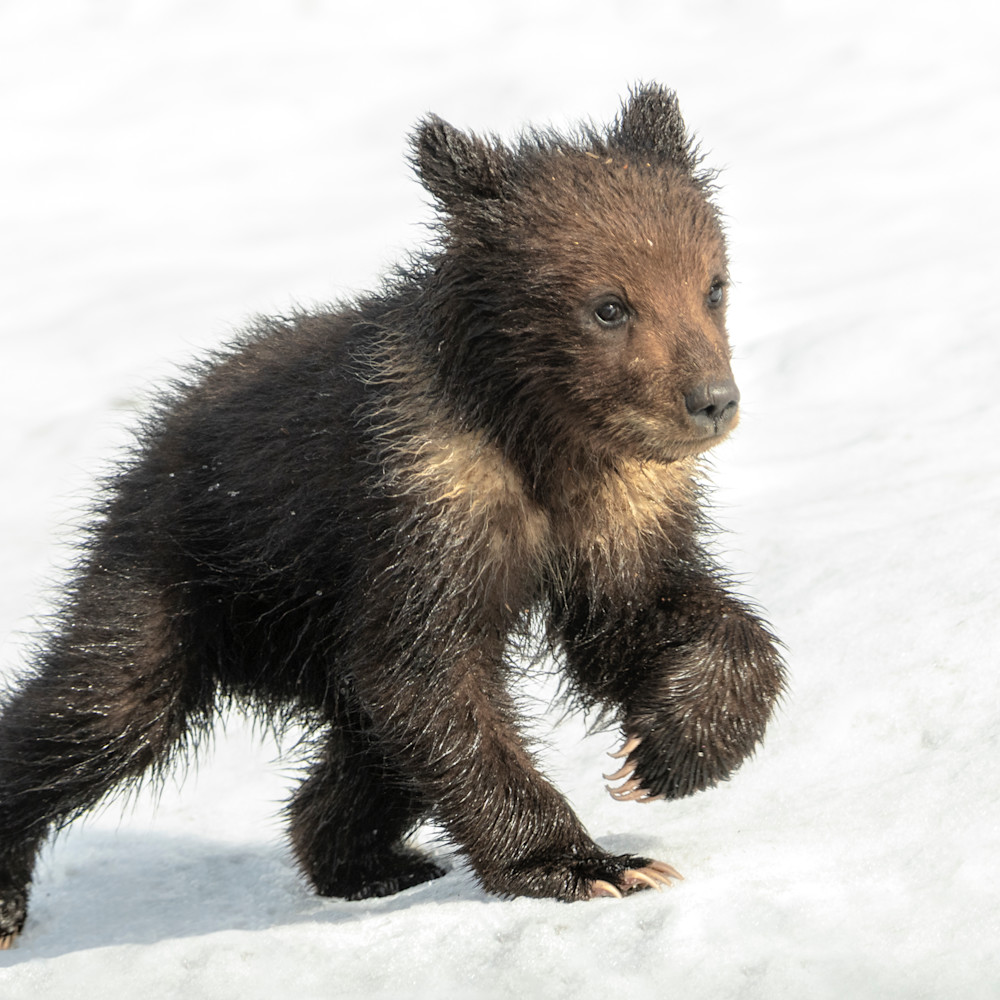 Grizzly cub in snow x2032 1.5 4726 x 3151 j100argb 20190523 1353 g9tj8p