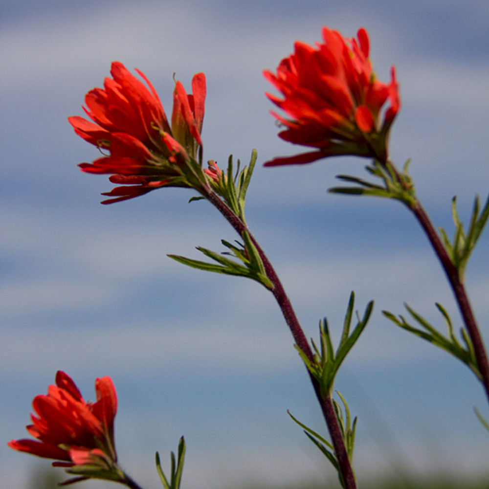 Indian Paintbrush Sky Photograph 0912 | Wildflower Photography | Koral  Martin Fine Art Photography