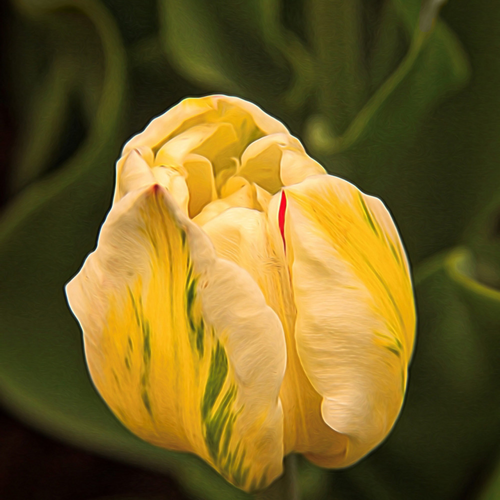 Cream yellow tulip 0255l koral martin tcef9c