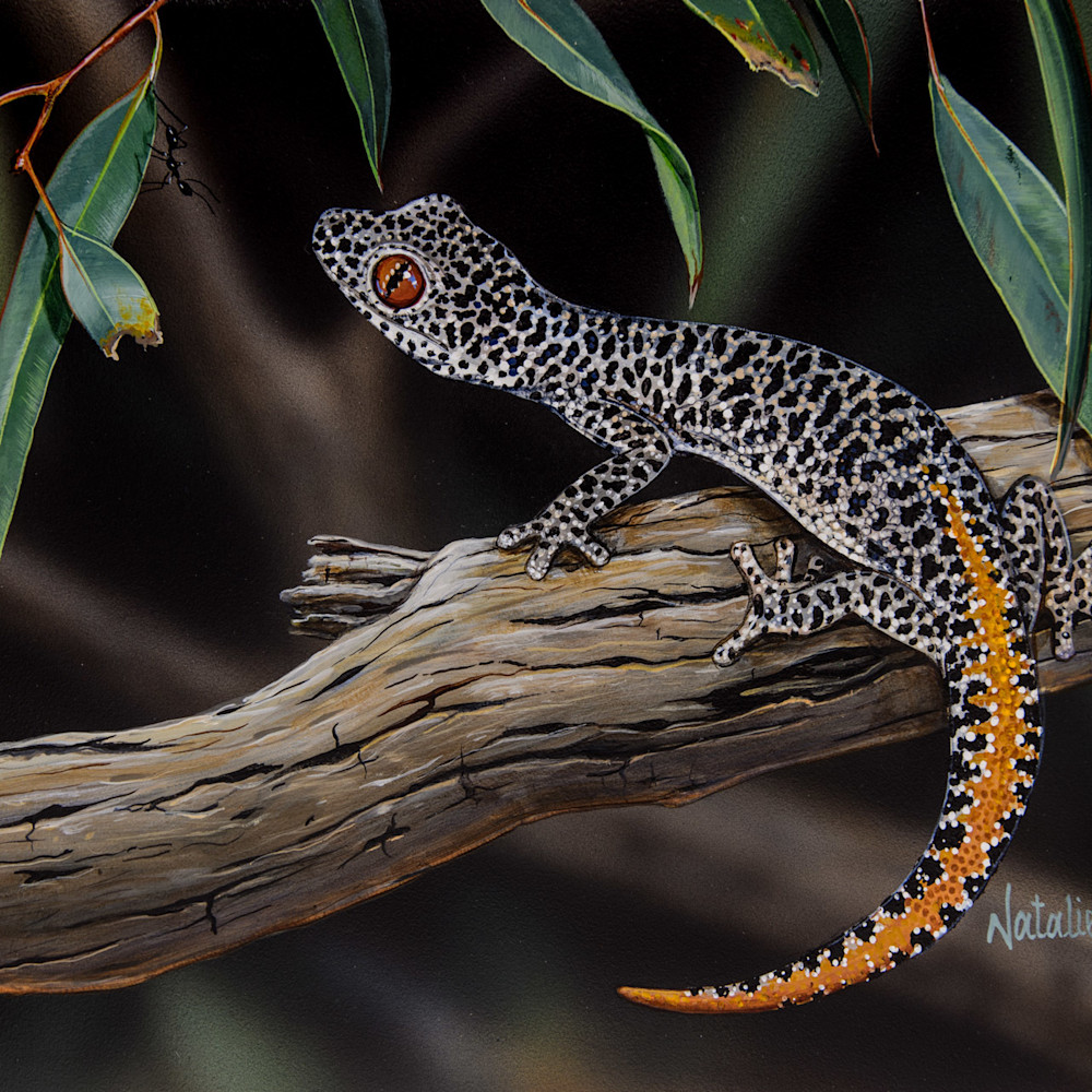 gecko travel australia