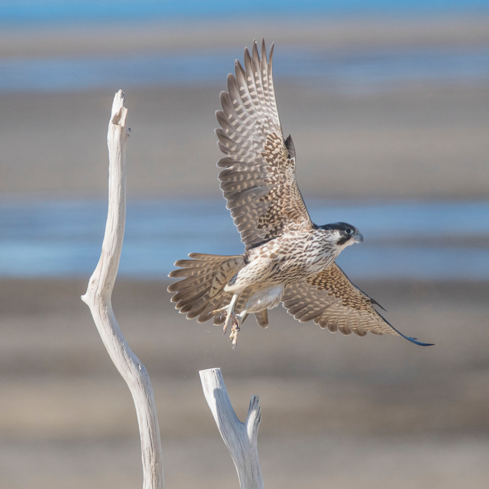 Peregrine falcon   nauset beach clf5pn
