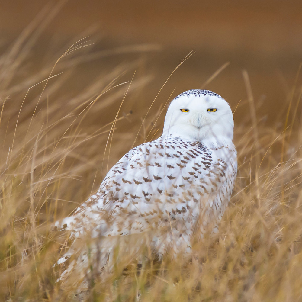 Snowy owl in marsh v7jltw
