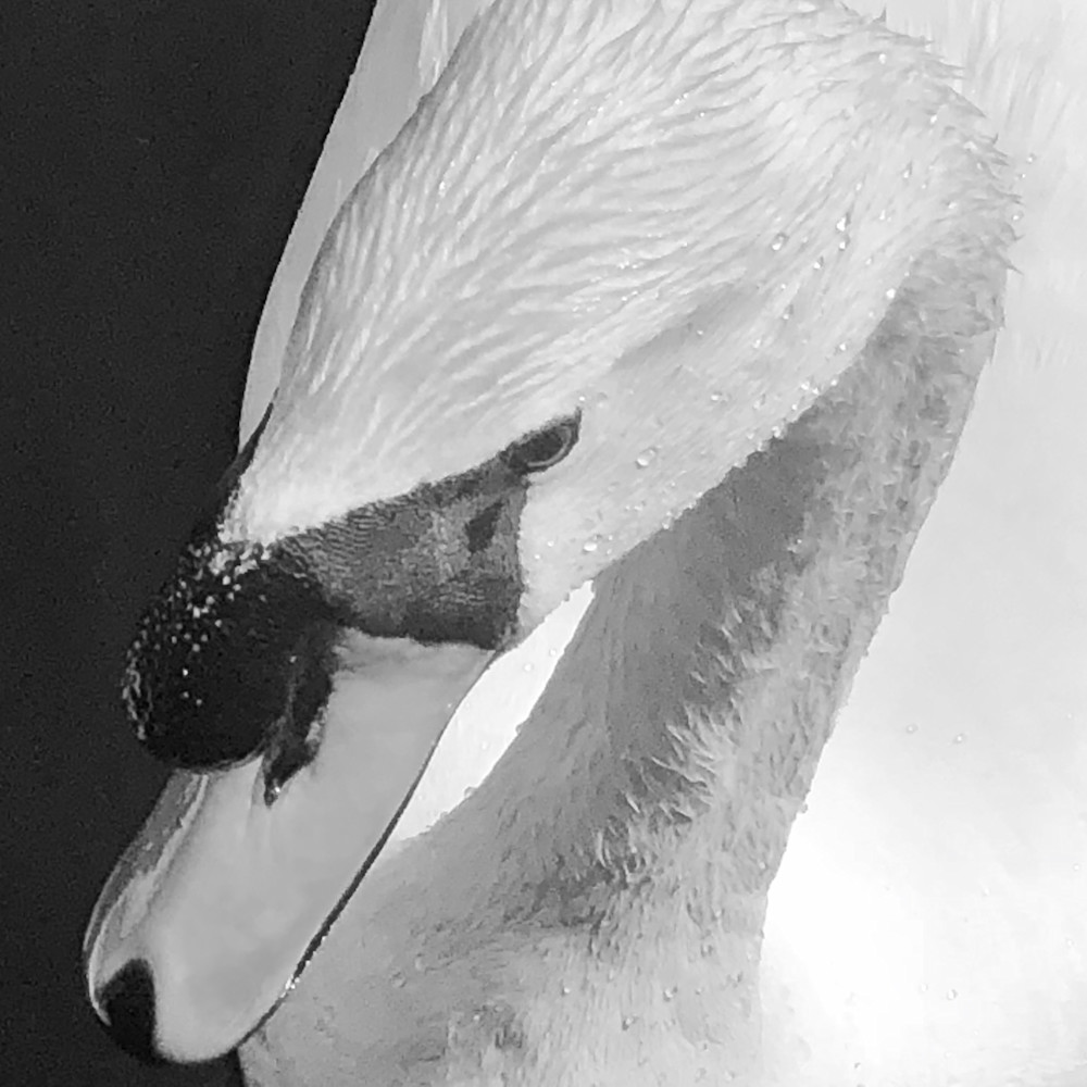 Swan avd3ym