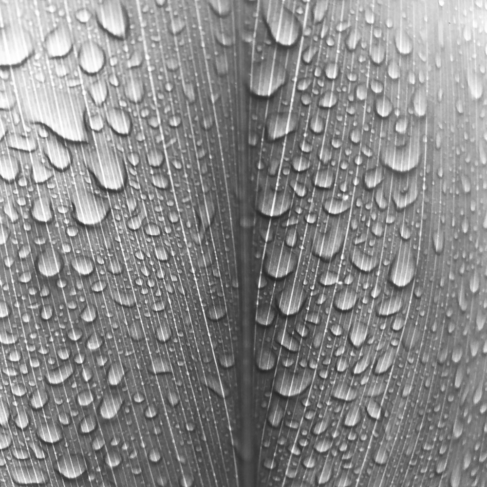 Vertical leaf with drops k1ixnm