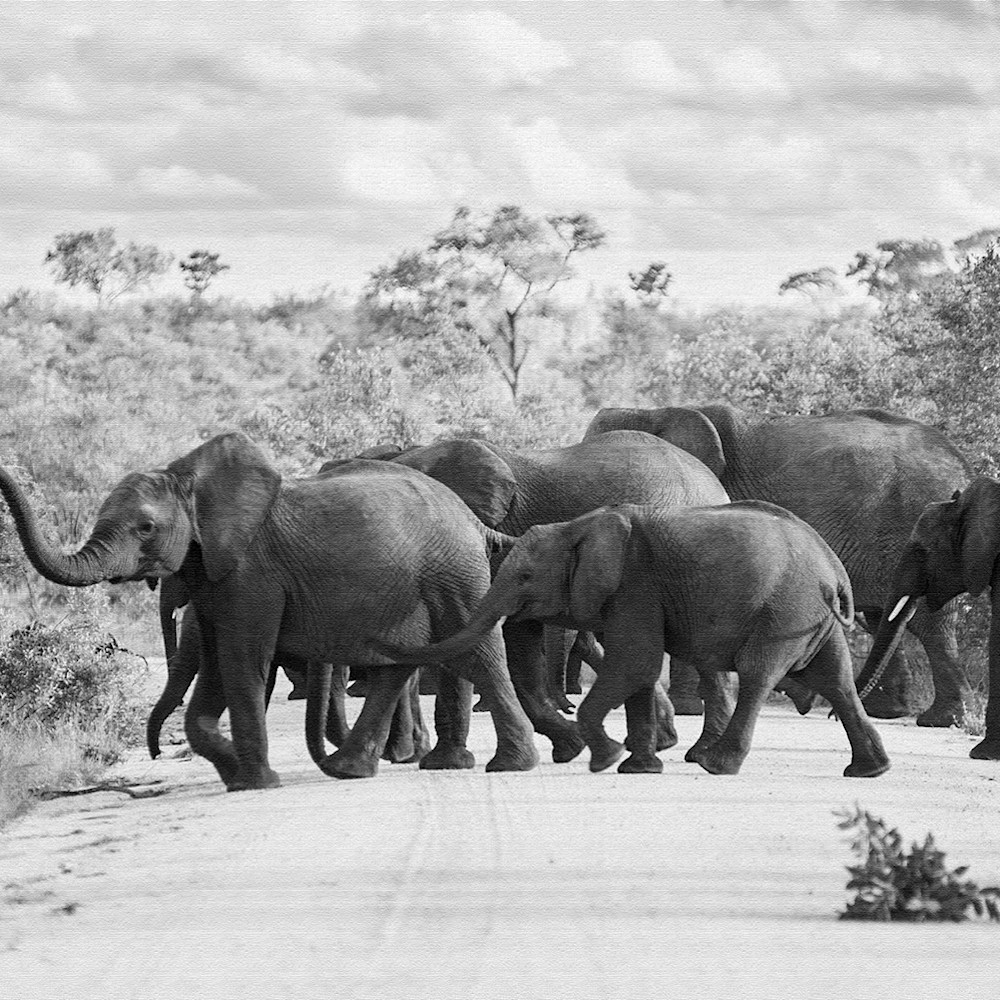 Caution...elephants crossing elzrqq