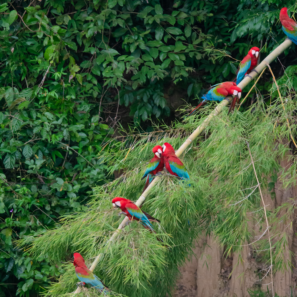 Macaws on bamboo iei4qa
