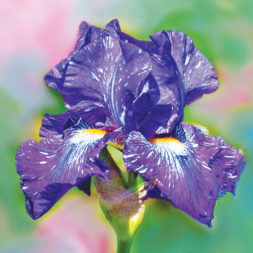 Iris painting elqdcl