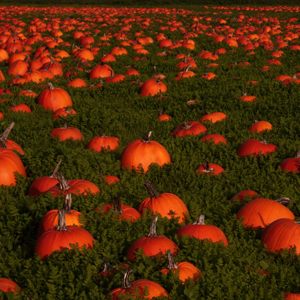 Pumpkin festival thmjxv