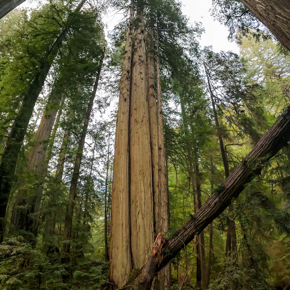 Redwood pano 1050 ebwu5z