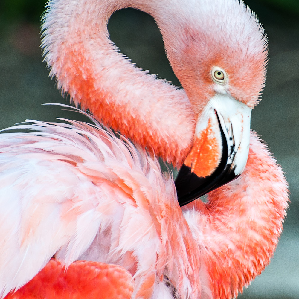 Flamingo w0wquq
