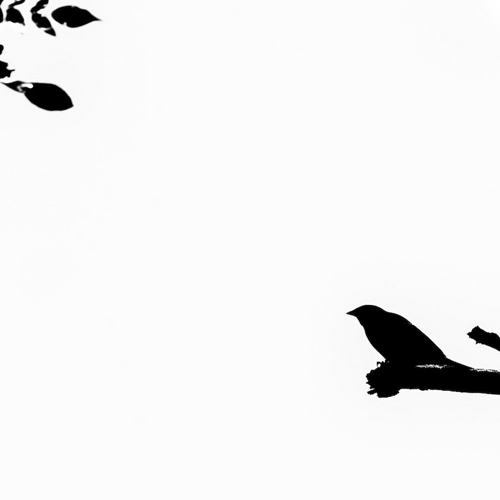 Bird silhouette i qipopb