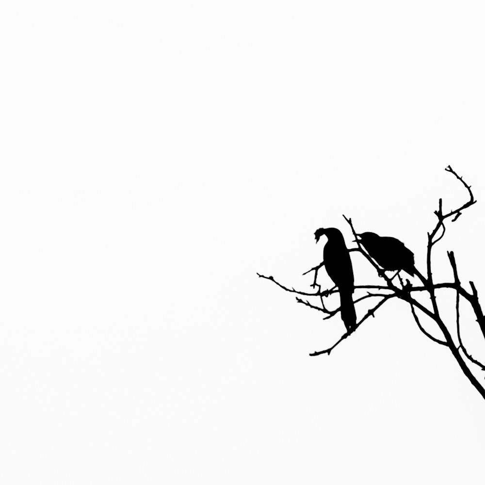 Bird silhouette ii t83jvi