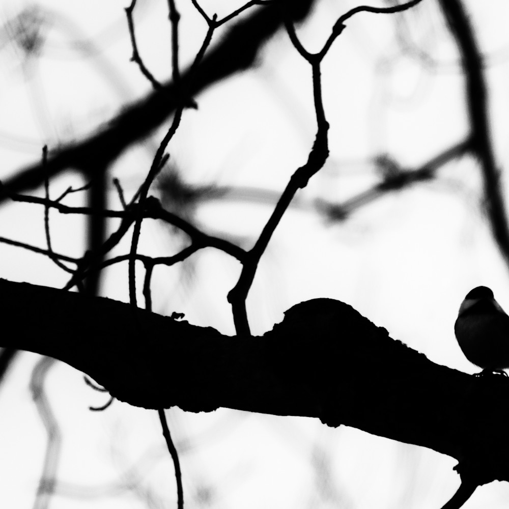 Bird silhouette iv debupe