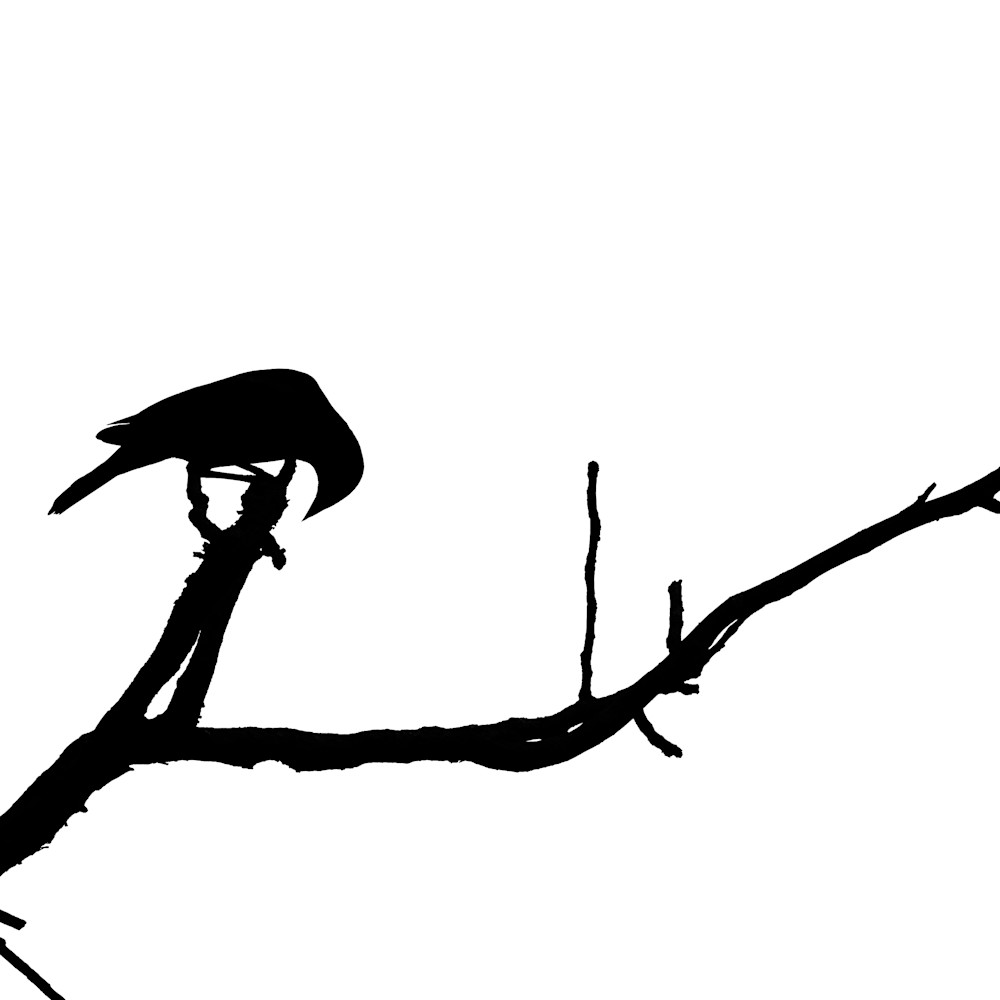 Bird silhouette vi ykxznu