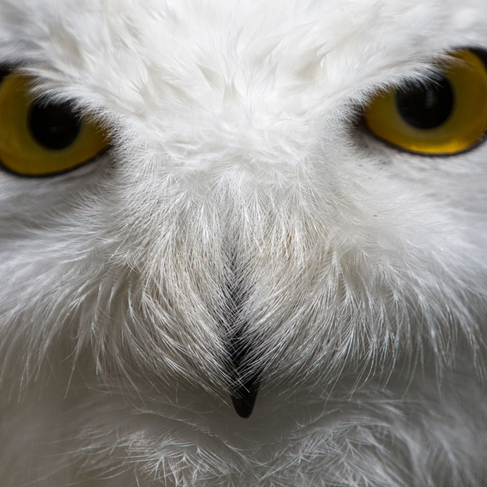 Snowy owl stare nh35pk