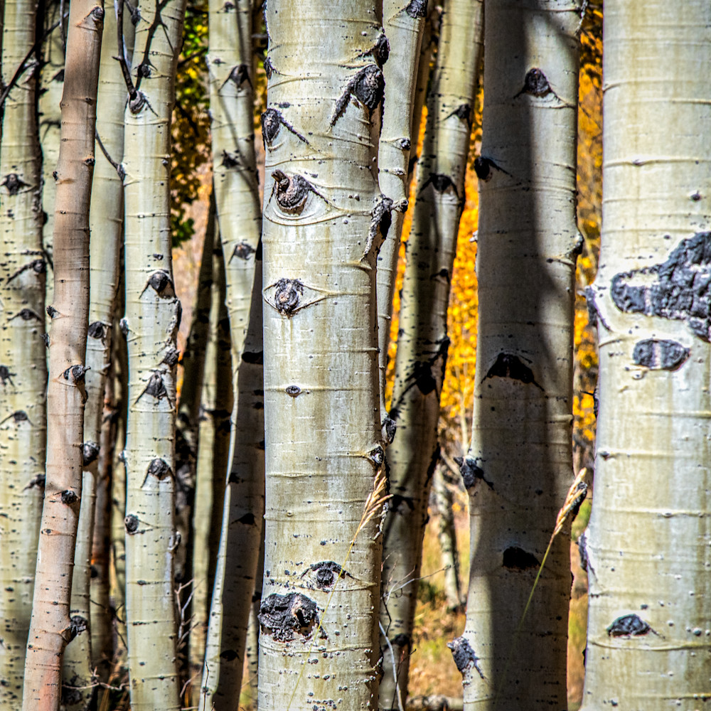 Andy crawford photography colorado aspens 3 bhygry
