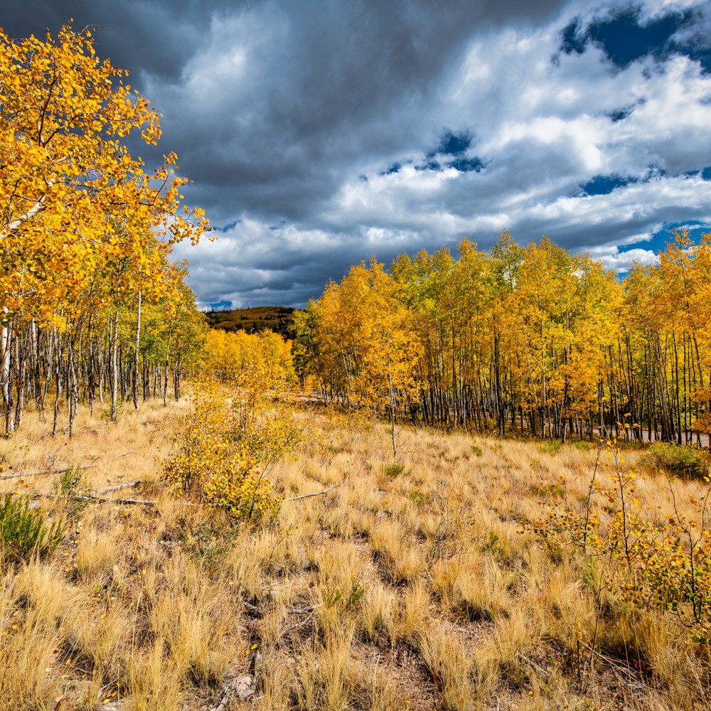 Andy crawford photography colorado aspens 5 b9l9rs