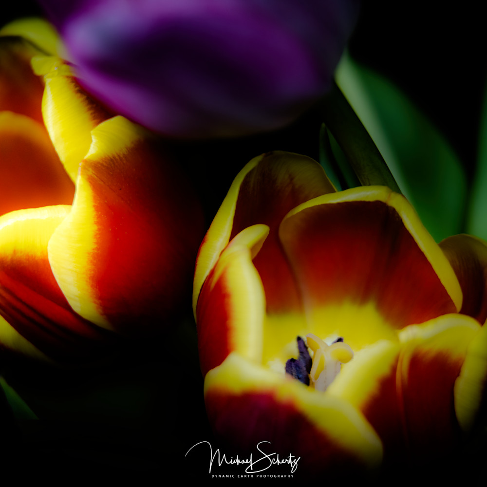 Tulip shoot april 2016 798 nqw33d
