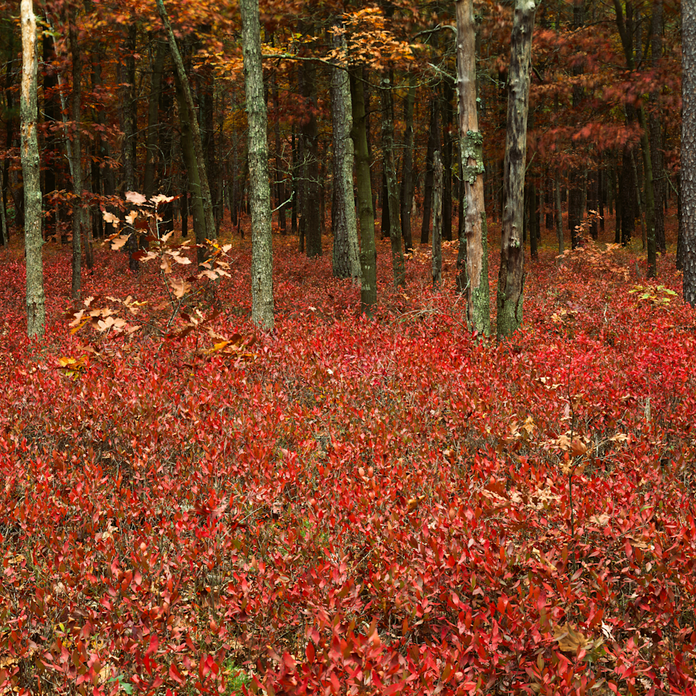 Inkberry autumn r3ghka