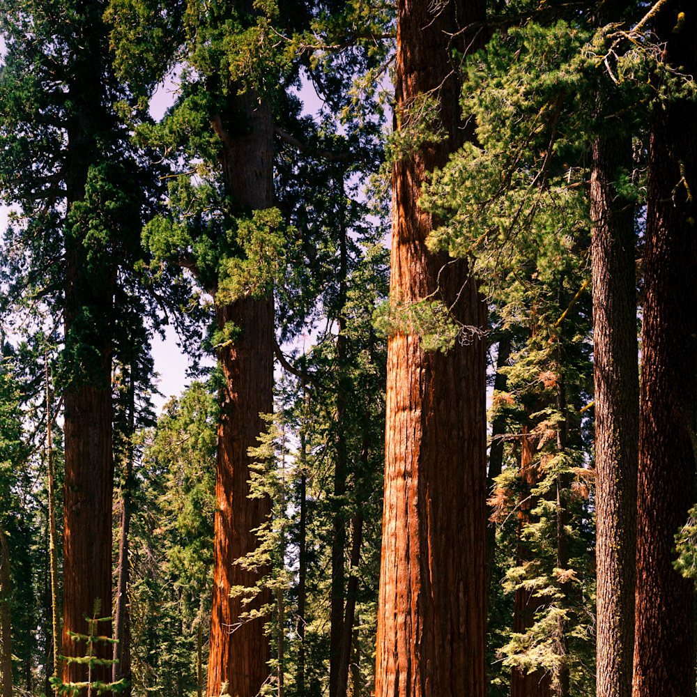 Giant sequoisa of the mariposa grove qruar1